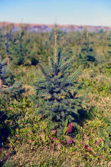 Ель колючая (голубая) Елка