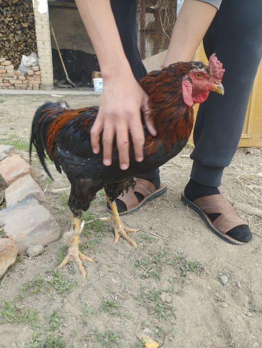 Питух в харошем состойани