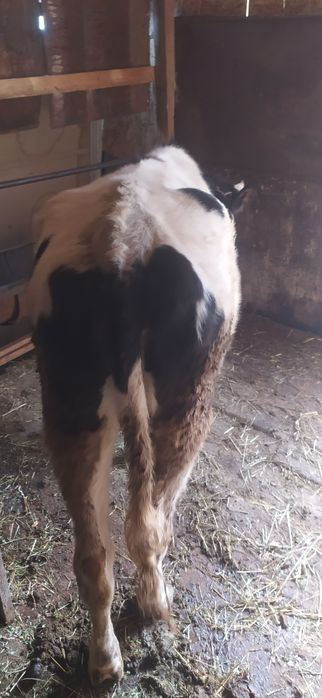 Ғунажин сотилади