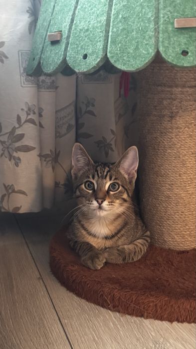 2 motanei tigrati spre adoptie - 3 luni