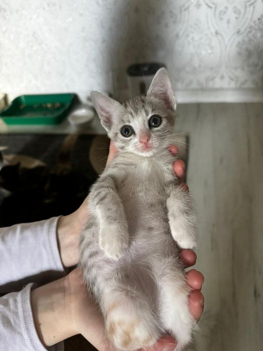 Отдам котят в хорошие руки