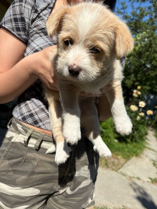 Cățeluși pentru adopție