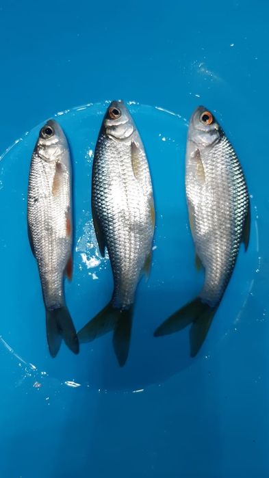 Продам малёк сорга