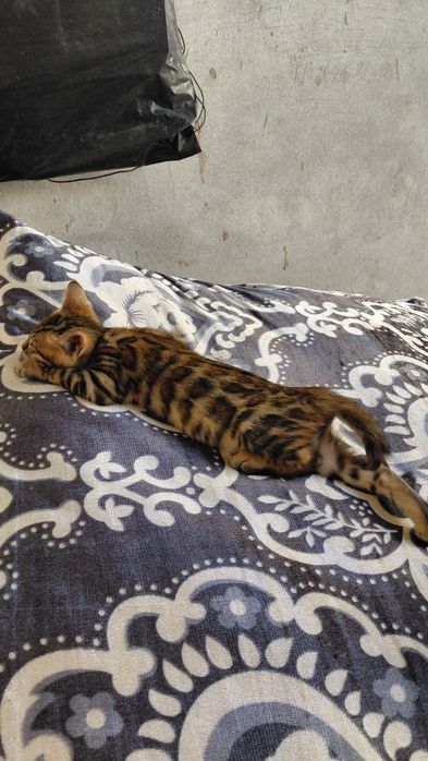 Бенгальские котята