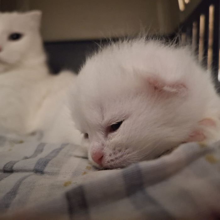 Котята 1,5мес скотиш страйт