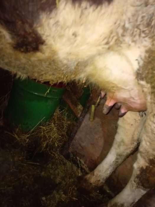 Продава се юничка