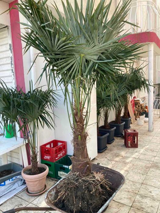 Студоустойчиви Палми Трахикарпус