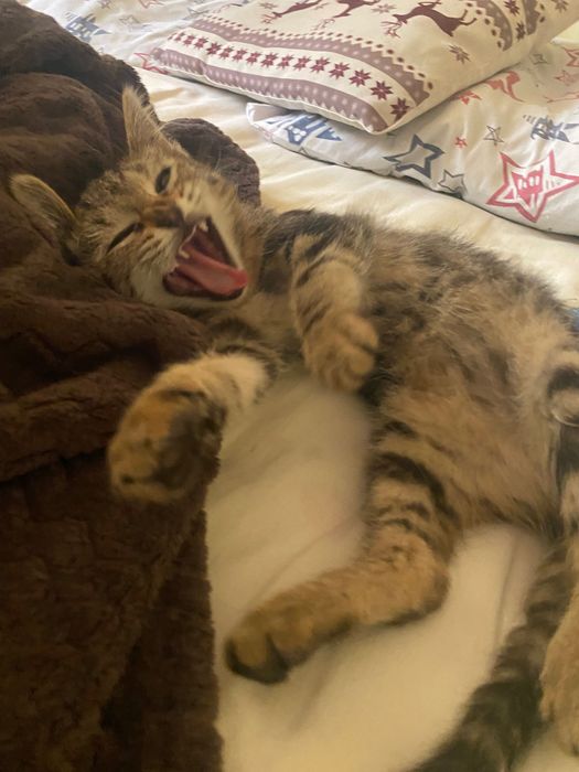 Отдам котёнка даром
