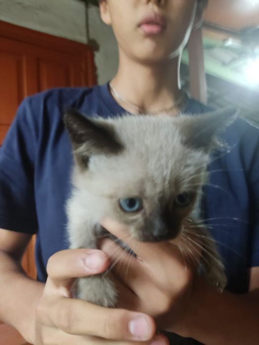 Отдам котят бесплатно