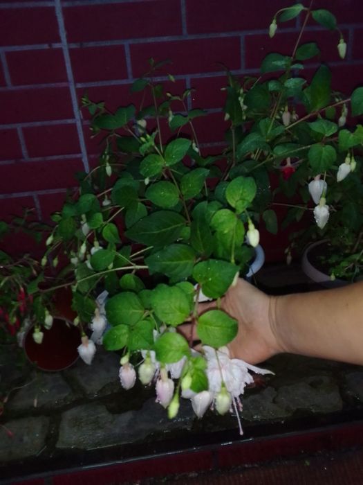 Продам цветы фуксии