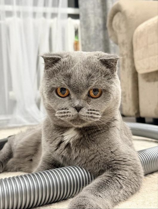 Отдам кошечку В добрые руки