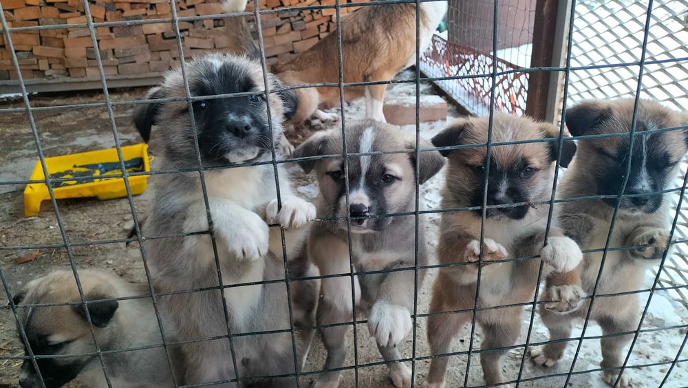 Щенята бесплатно