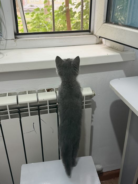 Котёнок продаю.