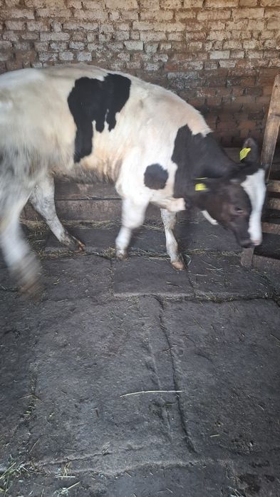 Vând vițel de carne,280-300kg,vârstă 4 luni4 luni
