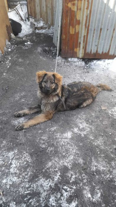 Собака в добрые руки (мальчик)