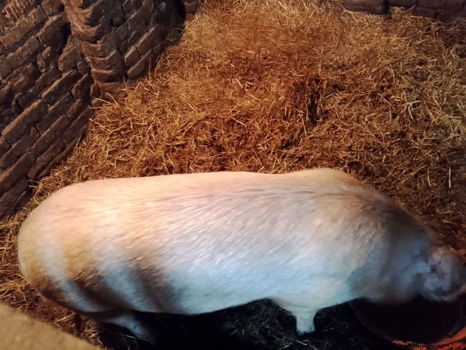 Продам 2х свинок возраст1,5 года