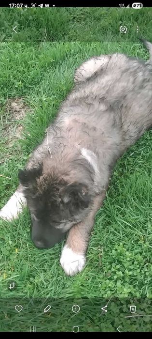 Продава се кавказка овчарка мъжко на два месеца
