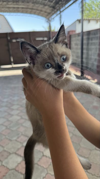 Отдам даром котенка