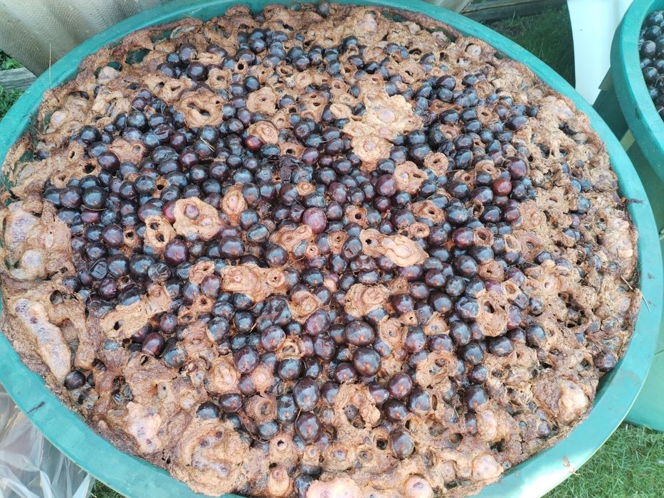 De vânzare prune pentru țuică din Halmășd. Disponibile în cantități mari, direct din livadă. Pentru preț și detalii, contactați-mă în privat.