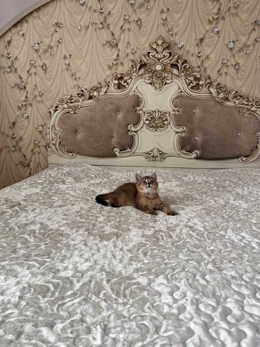 British shorthair băiețel