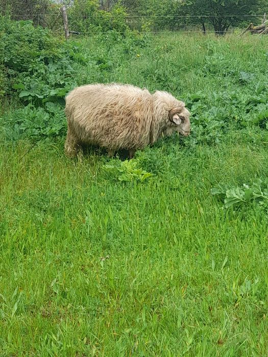 Продавам млад коч