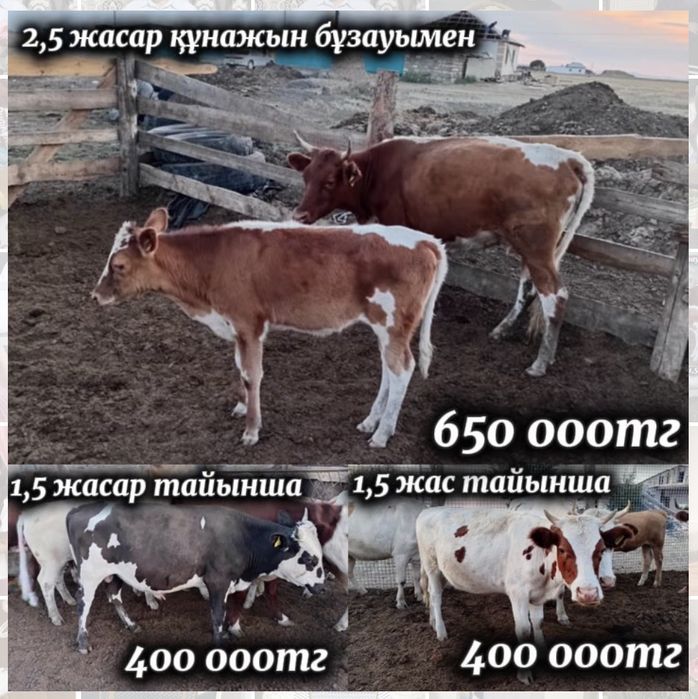 сиыр сатылады бағасы келісімді