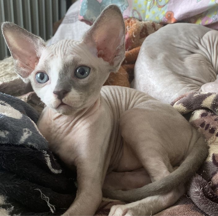 Канадские сфинксята