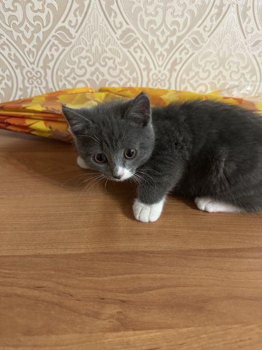 Котенок девочка 3 месяца