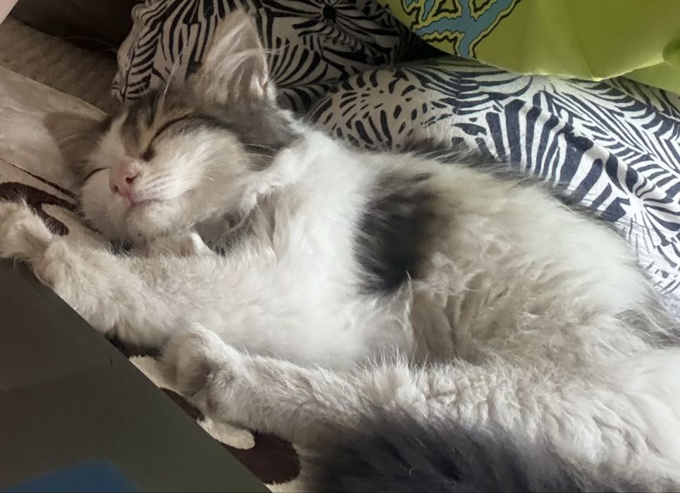 Отдам котенка в добрые руки