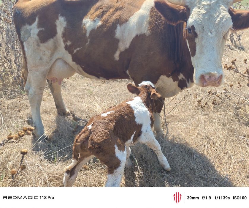 Vaca mare cu vițel tauras