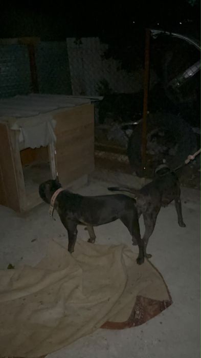 Продам щенки питбуля