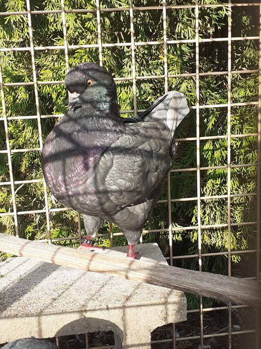 Vând porumbei rasa king Alba Iulia • OLX.ro