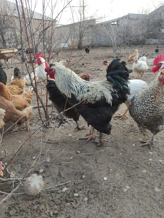 Инкубационные яйца куриные