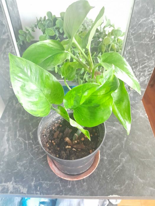 Сциндапсус эпипреmнум Marble green