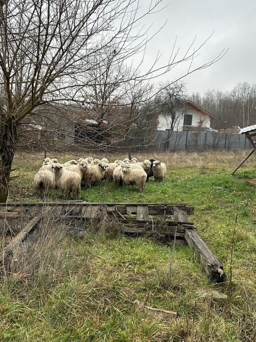 Vand oi miori stramiori si miele de anul trecut