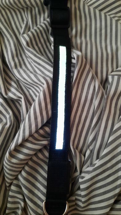 Кучешки светещи нашийници