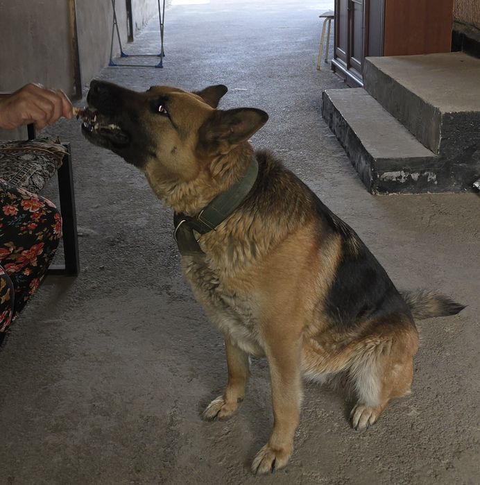 Немка. Вязка. Срочно!!!