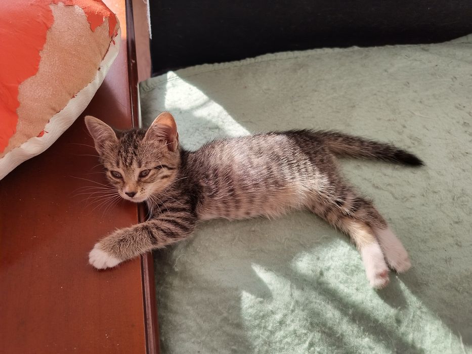 Пристраивается котёнок