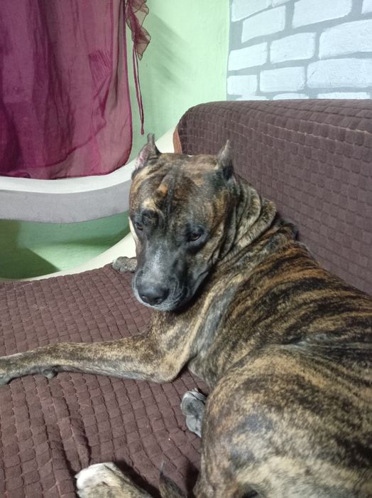 Вязка стафорд))) ищем девачку красавицу)