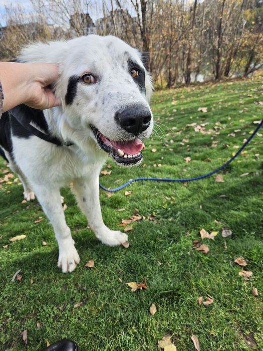 Бруно търси своя дом!