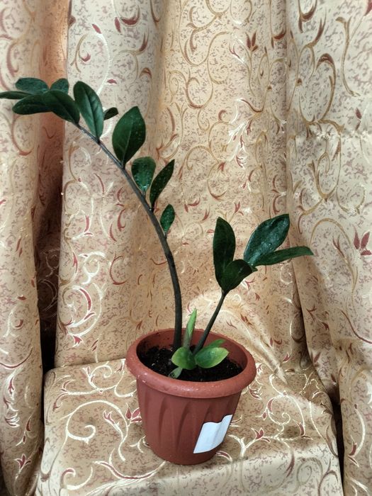 Продам замиакулькас