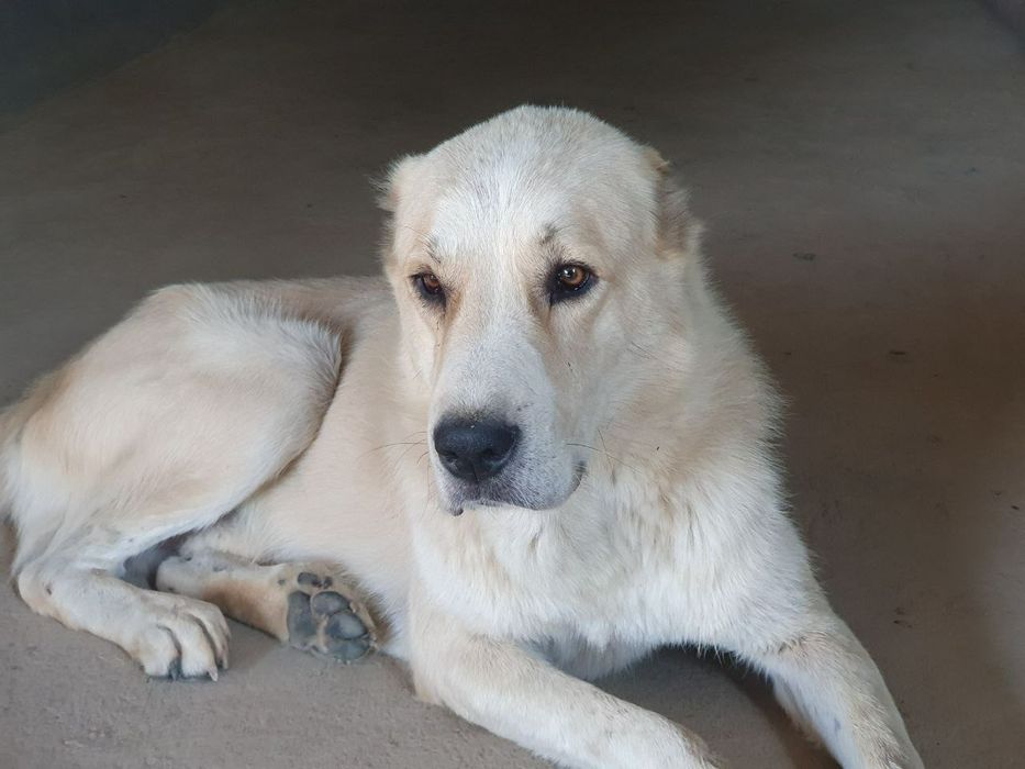 Toza  Alabay it 2 yoshi