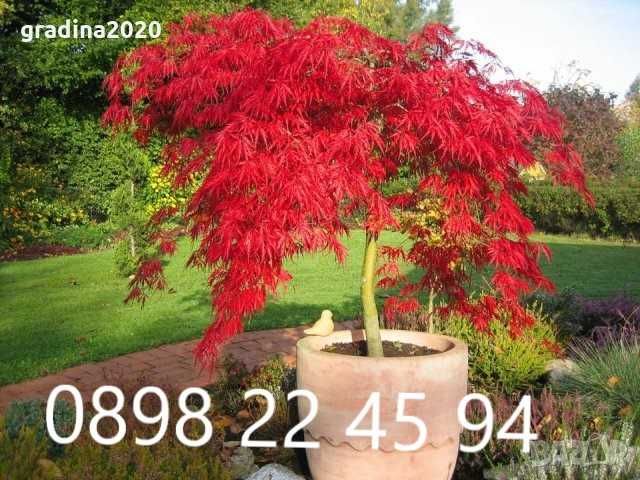 Японски клен - Ацер Студоустойчив Налични 5 вида