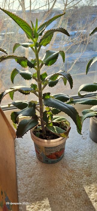 Алоэ лекарственный