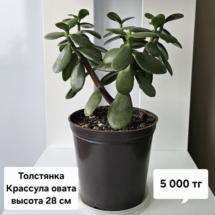 Цветы и растения