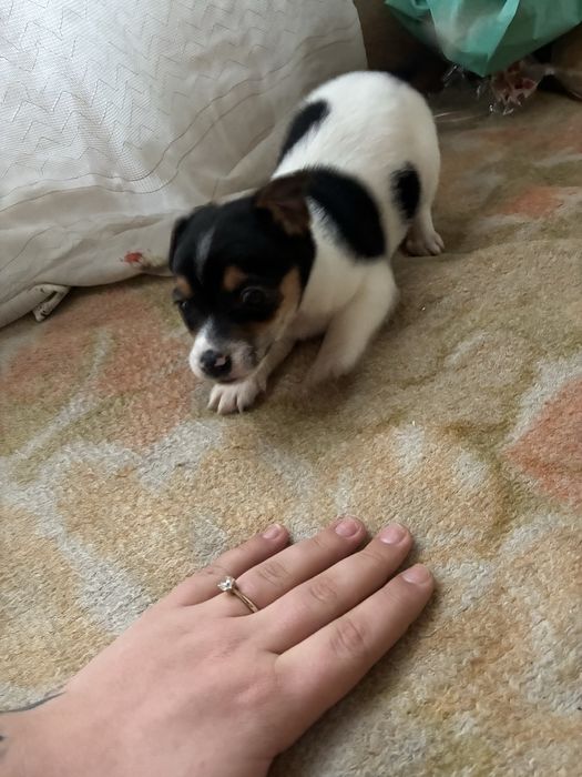 Продавам джак ръсел