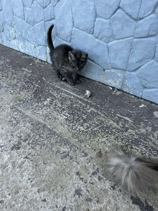 Отдам котенка мышелова