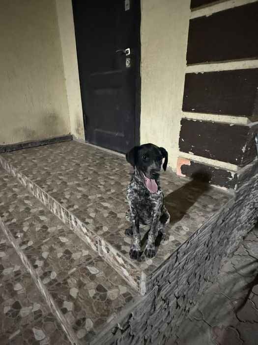 Курцхаар продам щенка