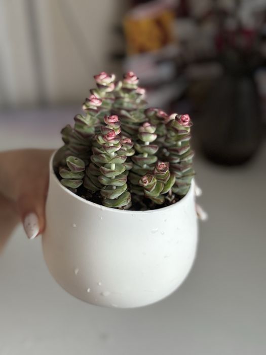 Крассула rupestris (Crassula rupestris)