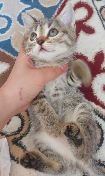 Шотландские котята девочки